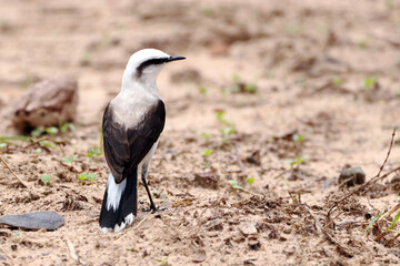 Masked Water-Tyrant (Fluvicola nengeta) isolated, perched on a sandy floor