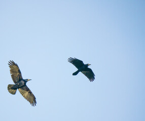 a pair of rooks (Corvus frugilegus) in flight under a clear blue sky, Salisbury Plain, Wiltshire UK 