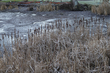 Rohrkolben, Gras, Schilf, Winter, Weiher, Deich, Cadolzburg