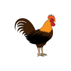 Colorful rooster, poultry farming vector Illustration on a white background