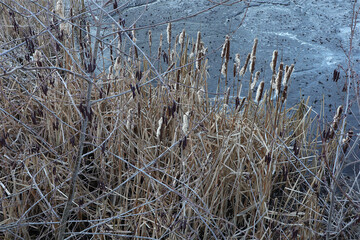 Rohrkolben, Gras, Schilf, Winter, Weiher, Deich, Cadolzburg