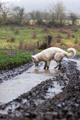 Obraz premium Chien berger suisse jouant dans la boue d’un chemin de la campagne normande par temps de pluie (Normandie, France)