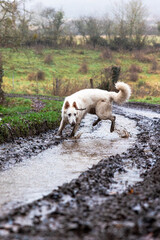 Obraz premium Chien berger suisse jouant dans la boue d’un chemin de la campagne normande par temps de pluie (Normandie, France)