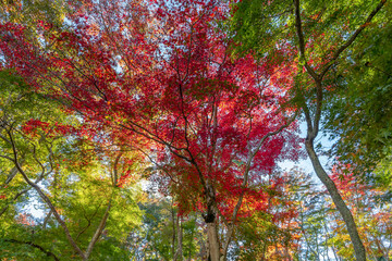 静岡県伊豆市　修善寺自然公園もみじ林の紅葉