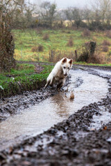 Chien berger suisse jouant dans la boue d&rsquo;un chemin de la campagne normande par temps de pluie (Normandie, France)