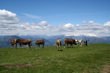 Alpine Meadow with Cattle. Amazing view over Italian Alps.