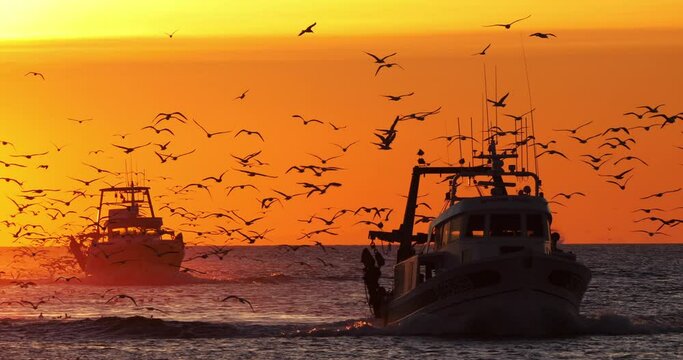 fishing boats coming back to the harbour at sunset, France