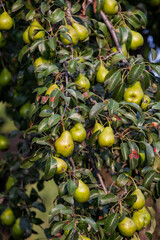 branch of pear with many ripe large fruits of sweet pear in the farmer's garden. Bunch of ripe pears on tree branch