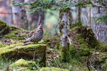 Gélinotte des bois (bonasa bonasia) femelle sur un rocher. Alpes. France