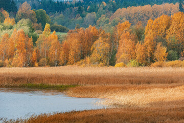 Autumn forest view by the lake. Republic of Karelia.