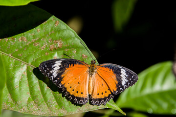 the male leopard lacewing (Cethosia cyane) is a species of heliconiine butterfly found from India to southern China and Indochina.