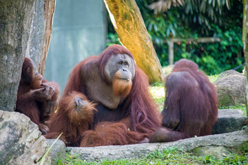 three Bornean orangutan stay together like meeting. 
Critically endangered species, with deforestation, palm oil plantations, and hunting posing a serious threat to its continued existence.