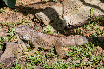 The Red Iguana(Iguana iguana) closeup image. 
it actually is green iguana, also known as the American iguana, is a large, arboreal, mostly herbivorous species of lizard of the genus Iguana.