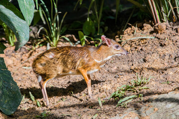the closeup image of Lesser mouse-deer(Tragulus kanchil)
The smallest known hoofed mammal,found widely across Southeast Asia. 