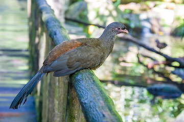 The Chaco chachalaca (Ortalis canicollis) is a species of bird in the family Cracidae. 
Its natural habitats are subtropical or tropical dry forest and subtropical or tropical moist lowland forest.