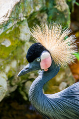 The black crowned crane (Balearica pavonina) is a bird in the crane family Gruidae.
It occurs in dry savannah in Africa south of the Sahara, although in nests in somewhat wetter habitats. 