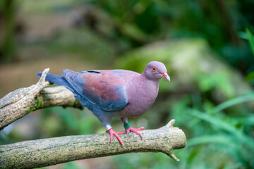 The Maranon pigeon (Patagioenas oenops) is a species of bird in the family Columbidae. It is found in Peru and southern Ecuador. 
It is threatened by habitat loss.