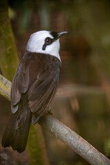 The Sumatran laughingthrush (Garrulax bicolor) is endemic to highland forest on the Indonesian island of Sumatra, where it is threatened by habitat loss and capture for the domestic wildlife trade.