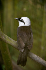 The Sumatran laughingthrush (Garrulax bicolor) is endemic to highland forest on the Indonesian island of Sumatra, where it is threatened by habitat loss and capture for the domestic wildlife trade.
