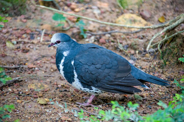 The wonga pigeon (Leucosarcia melanoleuca) is a pigeon that inhabits areas in eastern Australia. 
A large, plump pigeon that has a short neck, broad wings, and a long tail. 