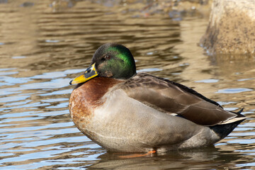 Fototapeta premium 左から見たマガモ
