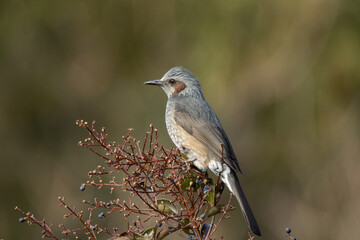 木の実を食べようとするヒヨドリ