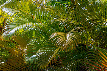 Selective focus of palm tree leaves in the garden, Pattern of green leaf with sunlight and shadow, Greenery nature texture background.