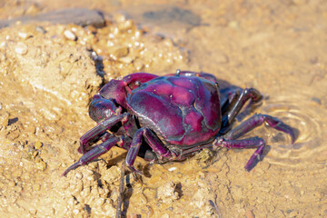 Selective focus of wild purple crab on the river or lake shore in its natural habitats, Insulamon...