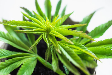 Fototapeta na wymiar Hemp young plant close-up. Growing marijuana at home for medicinal needs. baby cannabis plant. Marijuana plantation farm concept