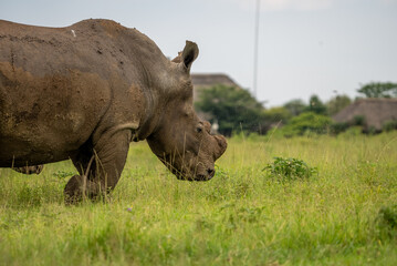 Obraz premium Side view of shoulders and head of a white rhino showing skin texture and shortened horns with lodge in background. 