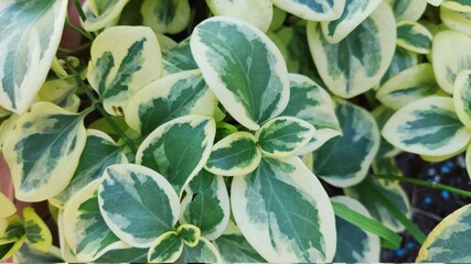 Fototapeta premium leaves background