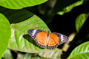 the male leopard lacewing (Cethosia cyane) is a species of heliconiine butterfly found from India to southern China and Indochina.