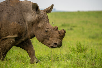 Obraz premium Shoulders and head of a white rhino showing skin texture and shortened horns. 