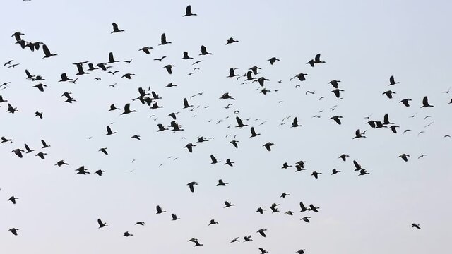 Group of teal birds flying in the sky during migration