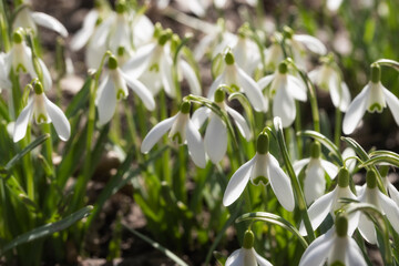 Close-up of a group of blooming snowdrops as the first heralds of spring