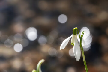 Close-up of a blooming snowdrop as the first herald of spring 