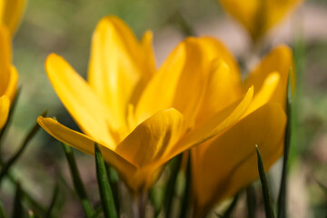 Blooming yellow crocuses in a park as the first heralds of spring 