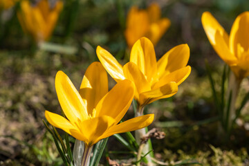 Blooming yellow crocuses in a park as the first heralds of spring 