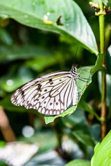 white nymph butterfly (Idea leuconoe) is a butterfly known especially for its presence in butterfly houses and live butterfly expositions.
It is of Southeast Asian origin.