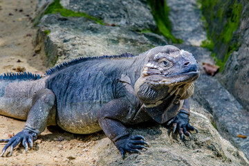 The rhinoceros iguana (Cyclura cornuta) is a threatened species of lizard in the family Iguanidae that is primarily found on the Caribbean island of Hispaniola. The closeup head image.