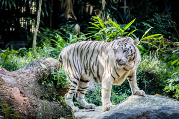 The white tiger with tongue out, it is a pigmentation variant of the Bengal tiger.  Such a tiger has the black stripes typical of the Bengal tiger, but carries a white or near-white coat.