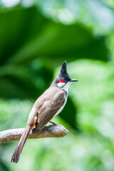 The red-whiskered bulbul (Pycnonotus jocosus) is a passerine bird found in Asia. It is a member of the bulbul family. It is a resident frugivore found mainly in tropical Asia.