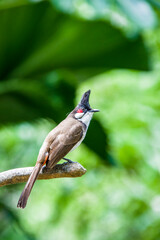 The red-whiskered bulbul (Pycnonotus jocosus) is a passerine bird found in Asia. It is a member of the bulbul family. It is a resident frugivore found mainly in tropical Asia.