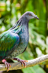 The Nicobar pigeon is a pigeon found on small islands and in coastal regions from the Andaman and Nicobar Islands, India, east through the Malay Archipelago, to the Solomons and Palau. 