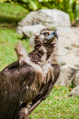 The cinereous vulture is a large raptorial bird that is distributed through much of Eurasia. It is thus one of the world's heaviest flying birds. Distinctly dark, with the whole body being brown 