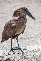 The hamerkop is a medium-sized wading bird with brown plumage. The shape of its head with a long bill and crest at the back is reminiscent of a hammer. It is found in Africa, Madagascar and Arabia