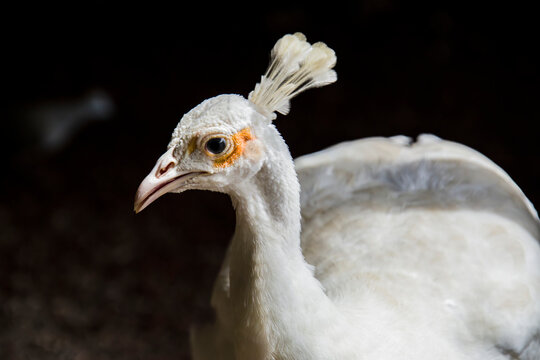 Closeup image of white peacock. The white peafowl (Pavo cristatus) that is maintained by selective breeding in many parks. 
This leucistic mutation is commonly mistaken for an albino.