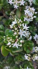 flowers in the forest
