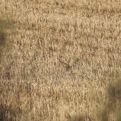 Perdices en el campo, partridges in the field