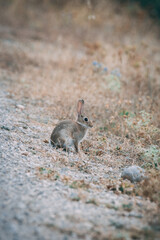 Conejo posando para la fotografía